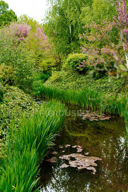 Lago calmo cercado por plantas verdes e árvores florescentes com flores no parque no verão — Fotografia de Stock