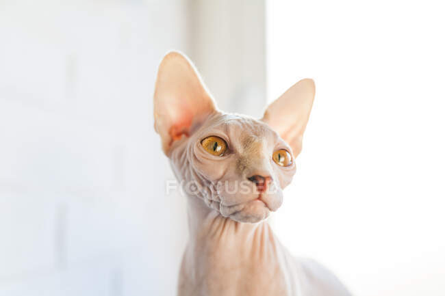 Adorable chat Sphynx sans poils avec les yeux bruns assis sur une couverture douce sur le lit et regardant loin — Photo de stock