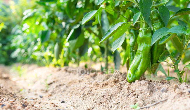 Ground level of green ripe peppers growing in agricultural field on sunny day in countryside — Stock Photo