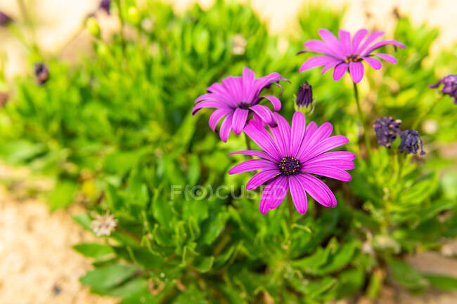 Високий кут ароматних фіолетових квітів Диморфотеки, що цвітуть в літньому саду в сонячний день — стокове фото