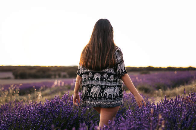 Back view of anonymous tender female strolling on pathway and touching stems of blossoming lavender flowers in countryside — Stock Photo