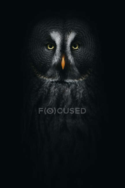 Strix with orange beak and stripes on head looking at camera on black background — Stock Photo