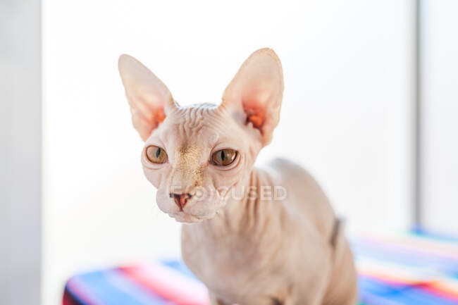 Entzückende haarlose Sphynx-Katze mit braunen Augen sitzt auf weicher Decke auf dem Bett und blickt in die Kamera — Stockfoto