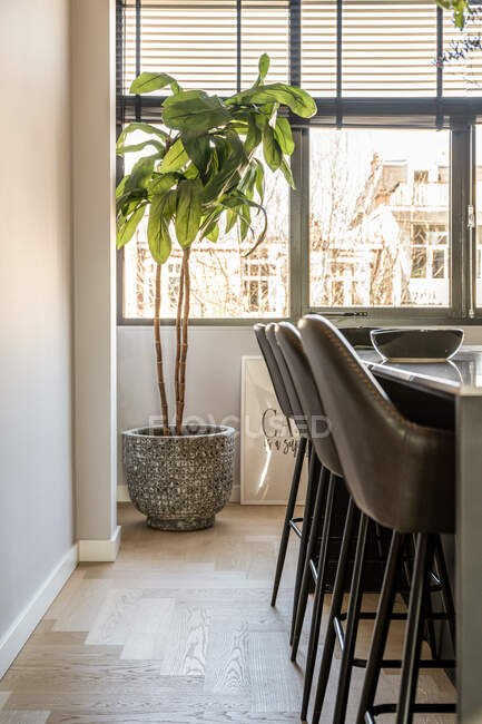 Interior de la cocina moderna con muebles de color gris oscuro y plantas en maceta verde en el apartamento en estilo minimalista - foto de stock