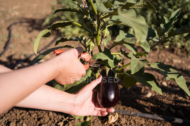 Side view of anonymous female farmer in straw hat collecting ripe eggplants in lush garden in countryside — Stock Photo