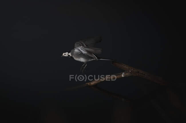 Motacilla com plumagem branca e cinza voando sobre galho de árvore seca em fundo preto — Fotografia de Stock