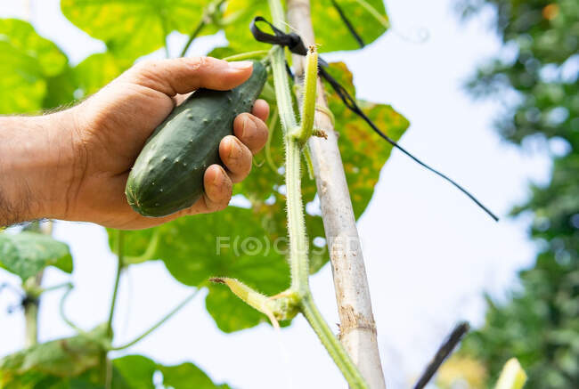 Cultiver sans visage agriculteur cueillette de concombre vert sur le champ en été dans la campagne — Photo de stock