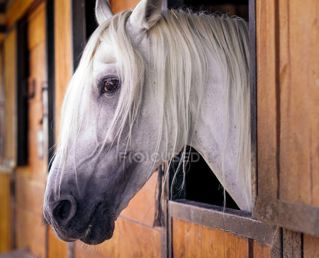 Muso di stallone grigio con criniera e ciuffo che guarda fuori dal buco della stalla durante il giorno — Foto stock