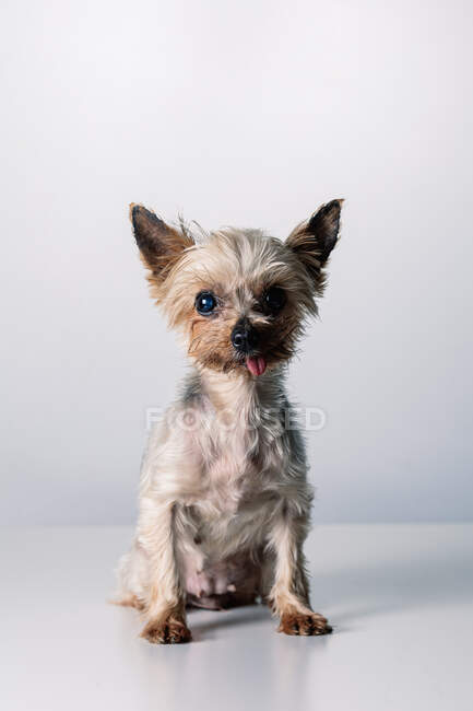 Приваблива маленька пухнаста чистокровна собака з язиком дивиться на камеру, сидячи в білій студії. — стокове фото