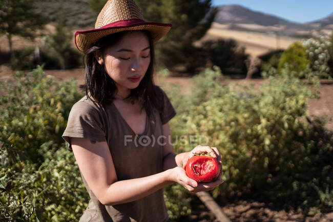 Alterado agricultora étnica en sombrero de paja de pie con tomate mordido en el campo en el día soleado - foto de stock