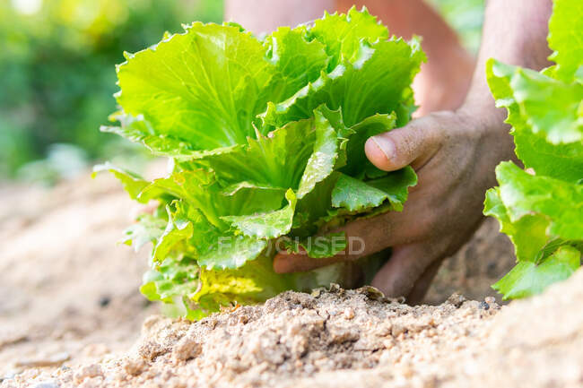 Ground level of crop anonymous farmer collecting fresh green lettuce on agricultural field in harvest season in summer — Stock Photo