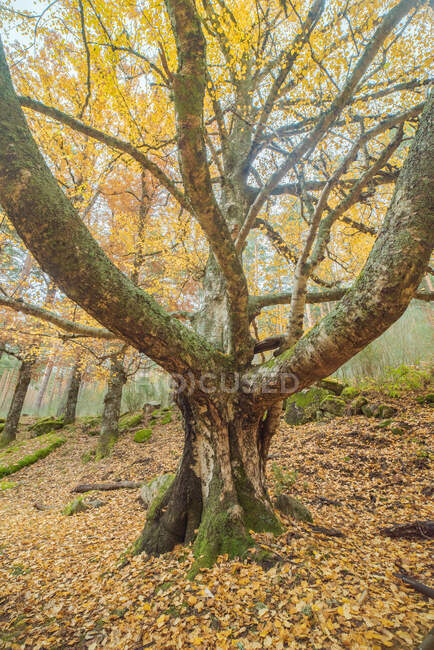 Paysage d'arbres sans feuilles avec de grandes branches poussant dans la forêt en automne — Photo de stock