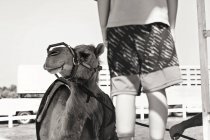 Маленький хлопчик стоїть біля верблюда — стокове фото