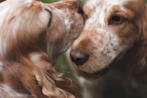 Adorables perros marrones - foto de stock