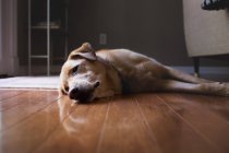 Big sad dog lying on floor — Stock Photo