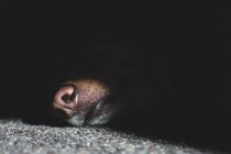 Nez de gros chien brun — Photo de stock
