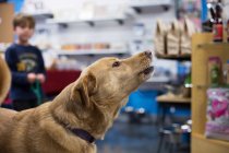 Beautiful dog standing in store — Stock Photo