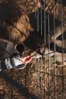 Cute little boy feeding kangaroo — Stock Photo