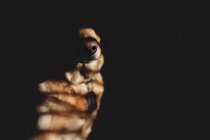 Nez de gros chien brun — Photo de stock