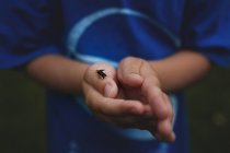 Hands of little boy with insect — Stock Photo