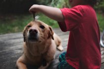 Kleiner Junge spielt mit großem Hund — Stockfoto