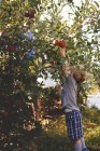 Маленький хлопчик пікірує яблука — стокове фото
