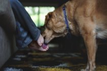 Dog licking feet of little boy — Stock Photo