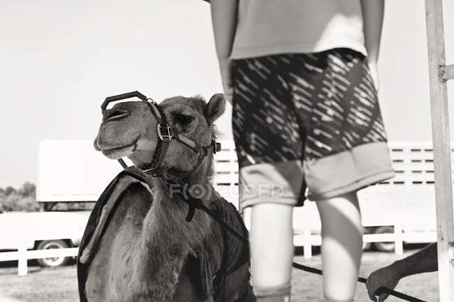 Ragazzino in piedi vicino al cammello — Foto stock