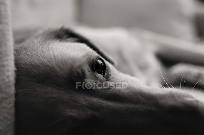 Симпатичная большая грустная собака — стоковое фото