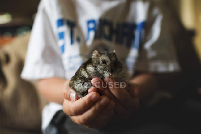 Hands holding cute hamster — Stock Photo