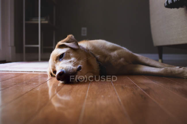 Большая грустная собака лежит на полу — стоковое фото