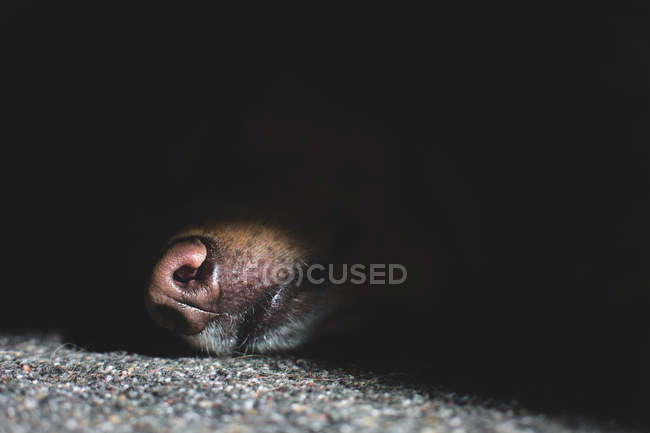Nose of big brown dog — Stock Photo