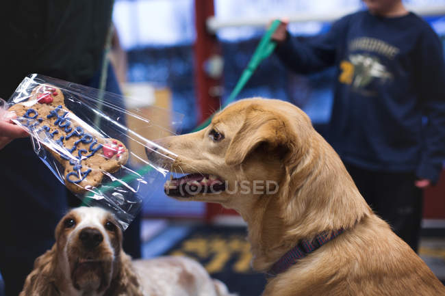 Cão farejando saboroso osso de aniversário — Fotografia de Stock