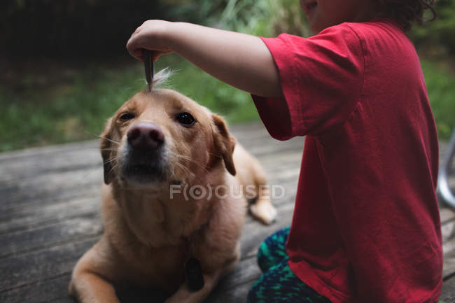 Маленький мальчик играет с большой собакой — стоковое фото