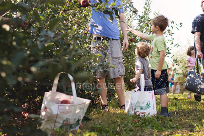 Kleine Jungen hechten Äpfel auf — Stockfoto