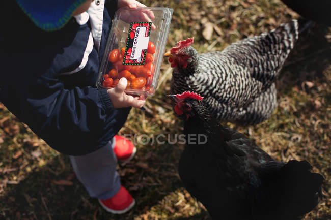 Pequeño niño alimentando gallinas - foto de stock