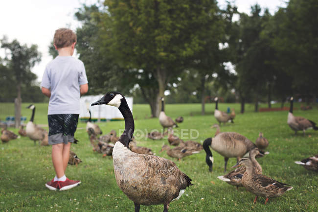 Little boy feeding ducks — Stock Photo