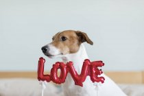 Джек Рассел Терьер на кровати с красными шариками в форме слова любовь, избирательный фокус — стоковое фото