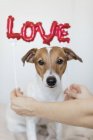 Young woman with dog with red balloons in form of word love, selective focus — Stock Photo