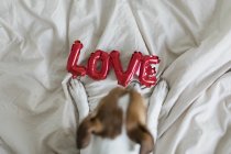 Jack Russell Terrier na cama com balões vermelhos em forma de palavra amor, foco seletivo — Fotografia de Stock