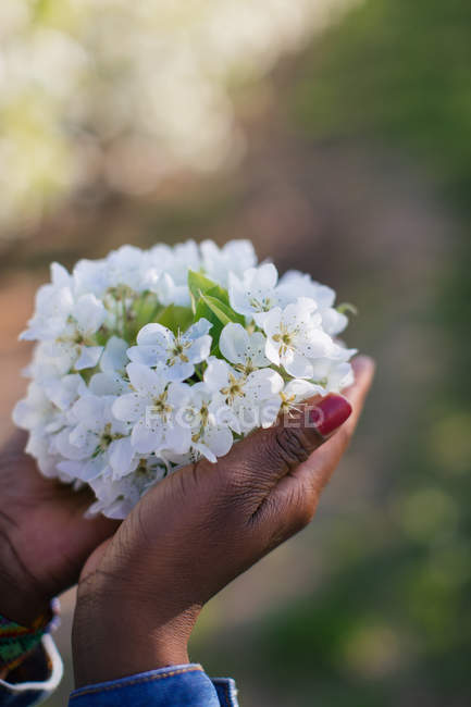 Mãos femininas segurando flores — Fotografia de Stock