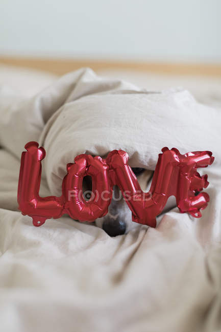 Jack Russell Terrier au lit avec des ballons rouges en forme de mot amour, foyer sélectif — Photo de stock