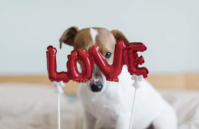 Jack Russell Terrier na cama com balões vermelhos em forma de palavra amor, foco seletivo — Fotografia de Stock