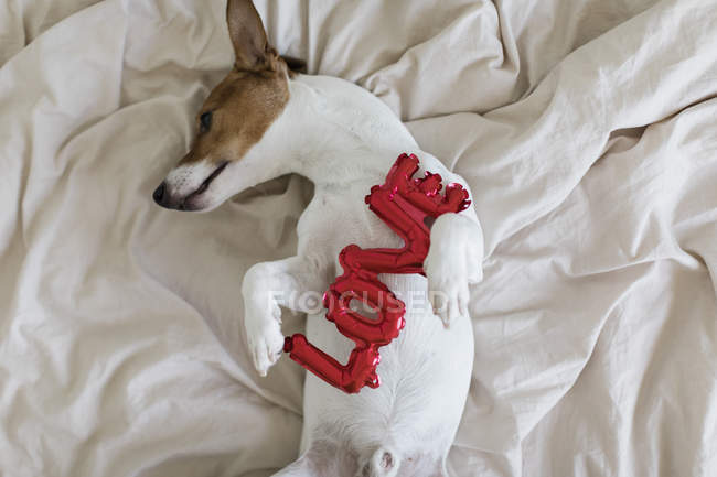 Jack Russell Terrier sul letto con palloncini rossi in forma di amore parola, messa a fuoco selettiva — Foto stock