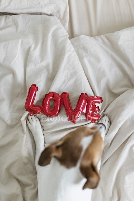 Jack Russell Terrier on bed with red balloons in form of word love, selective focus — Stock Photo