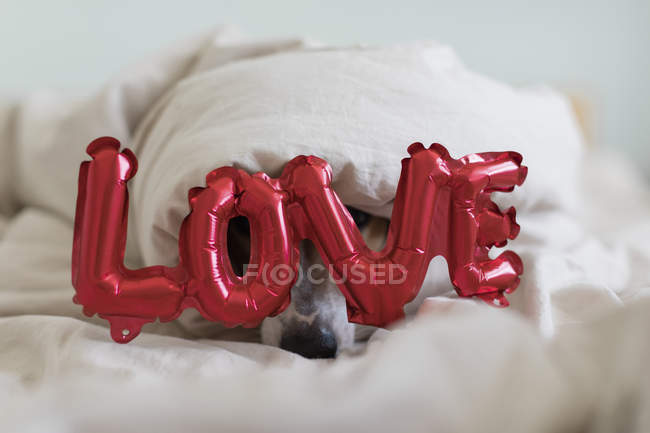 Jack Russell Terrier au lit avec des ballons rouges en forme de mot amour, foyer sélectif — Photo de stock