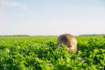 Мальчик прячется в поле — стоковое фото