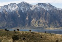 Выпас коров в горах — стоковое фото