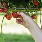 Junge pflückt Erdbeere von Hand — Stockfoto