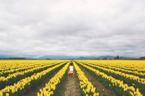 Ragazza che cammina attraverso il campo di tulipano — Foto stock
